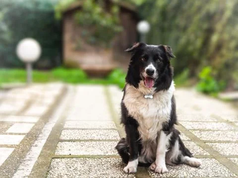 Border Collie Portrait Stock Photos