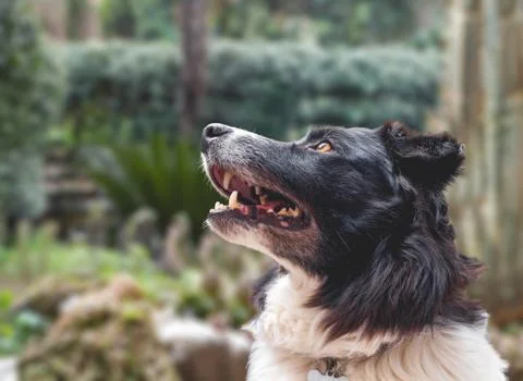 Border Collie Portrait Stock Photos