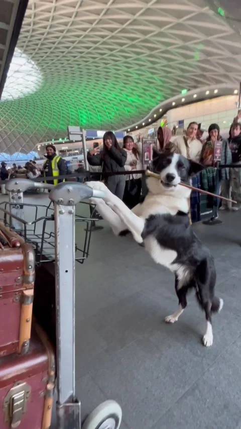 Border Collie Poses At Platform 9 3/4, London, England, UK - 18 Mar 2025 Stock Footage 304464814
