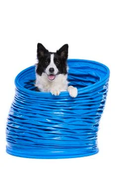 Border collie posing in a blue agility tunnel Stock Photos