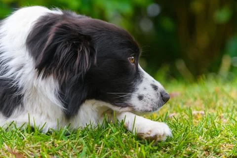 Border Collie Profile Resting on Grass and Looking to the Side Stock Photos