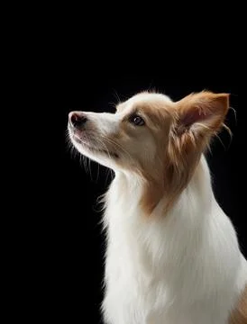 Border collie profile soft light Stock Photos