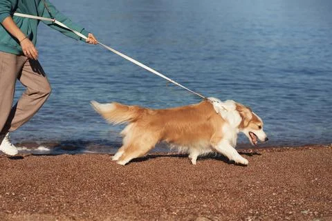 Border Collie pulling on leash during run at sea edge Stock Photos