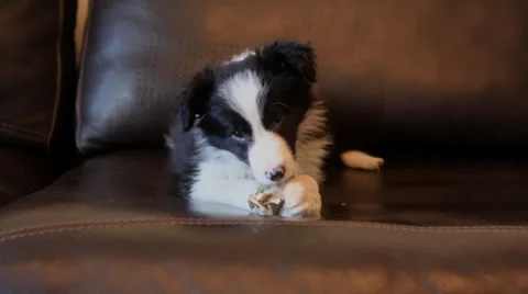 Border Collie pup gnaws a bone Stock Footage 34967607
