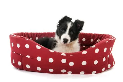 Border collie pup Stock Photos