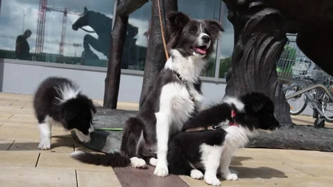 Border collie puppies explore outdoors beside an alert adult dog Stock Footage 342914889