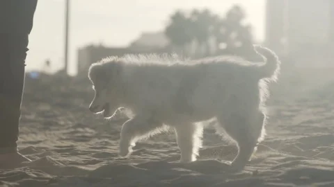 Border collie Puppy Biting Clothes While Playing on The Beach 120fps Video stock 84901679