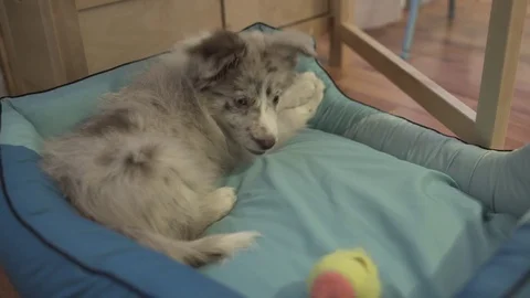 Border collie Puppy Chewing Paper And Playing With Tennis Ball Video stock 84654126