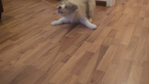 Border collie Puppy Dragged While Biting Rope Video stock 84654133