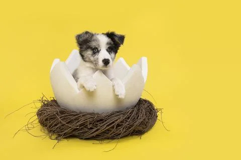 Border collie puppy in a easter egg shell in a animals nest on a yellow bac.. 스톡 사진