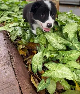 Border Collie puppy exploring leafy garden Stock Photos