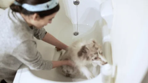 Border collie Puppy First Bath Stock Footage 88261387