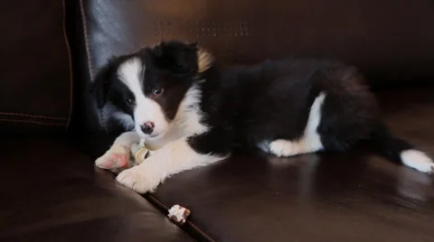 Border Collie puppy gnaws a bone Stock Footage 34967950