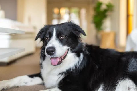 Border Collie puppy lying down on a carpet floor 写真素材