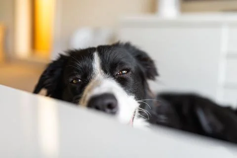 Border Collie puppy lying down on a floor Stock Photos