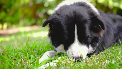 Border Collie puppy lying in the garden Stock Footage 249853955