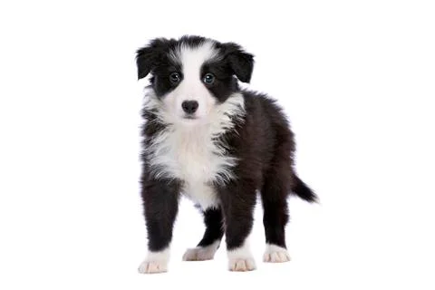 Border collie puppy Stock Photos