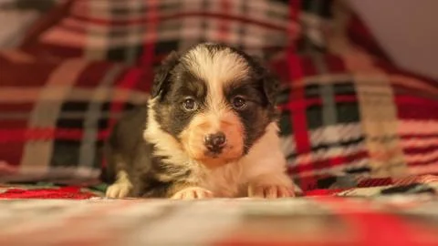 Border Collie Puppy Stock Photos