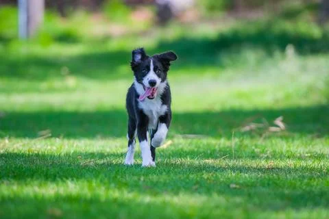 Border Collie puppy Stock Photos