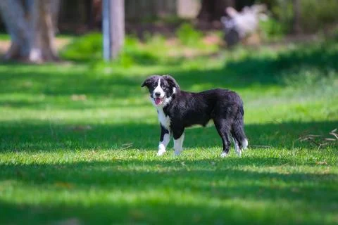 Border Collie puppy Stock Photos