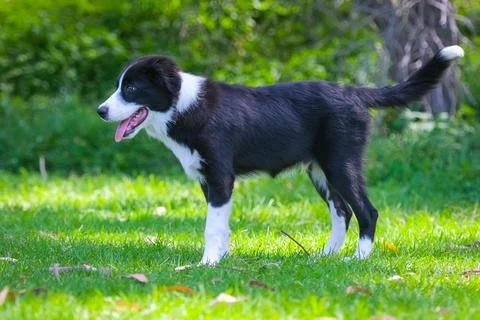 Border Collie puppy Stock Photos