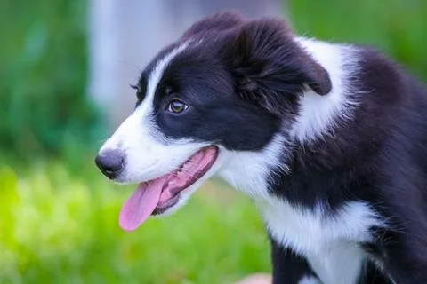 Border Collie puppy Stock Photos