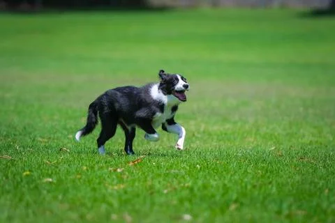 Border Collie puppy Stock Photos
