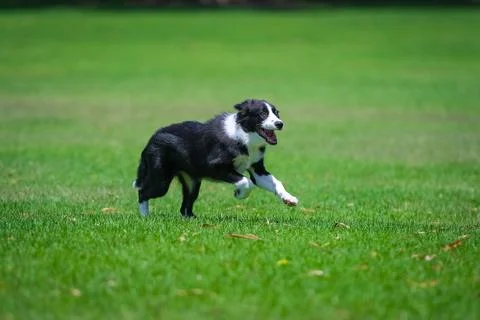 Border Collie puppy Stock Photos
