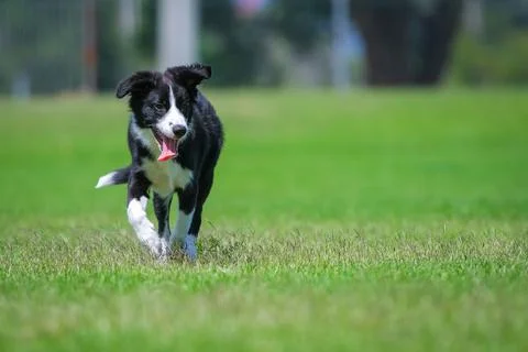 Border Collie puppy Stock Photos