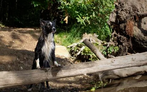 Border collie puppy posing on a fallen branch in the lake Stock Photos