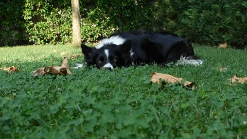 A border collie puppy relaxes alone in the garden Stock Footage 117610047
