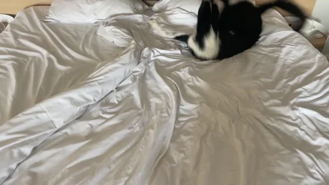 Border collie puppy rolling on the bed having zoomies after wash Видео 331672273