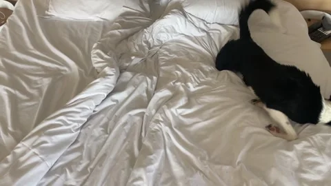 Border collie puppy rolling on the bed having zoomies after wash Stock-Footage 331672321