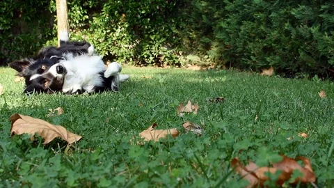 A border collie puppy rolls happily in the garden (slow motion) Stock Footage 117610104