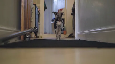 Border collie puppy running down a hallway Stock Footage 118888374