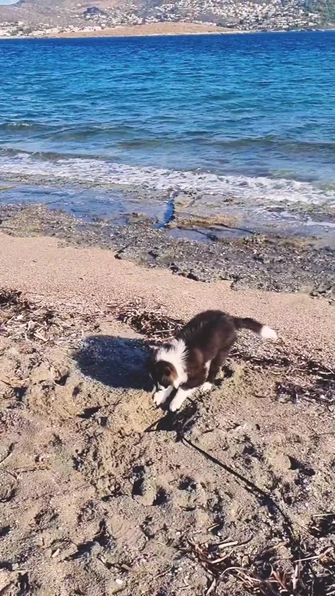 A border collie puppy on a sandy beach. He digs sand at the water's edge. Stock Footage 320434056