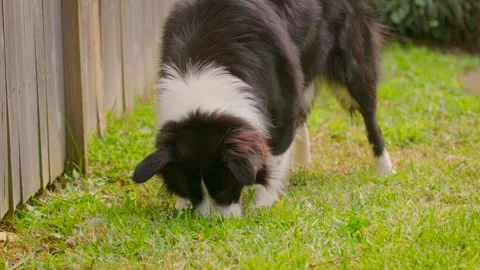 Border Collie puppy sniffing in the backyard Stock Footage 249488626