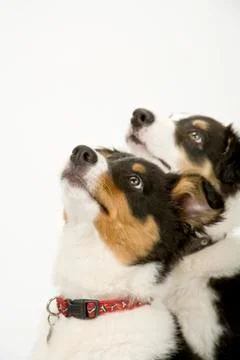 Border collie pups on white seamless Stock Photos