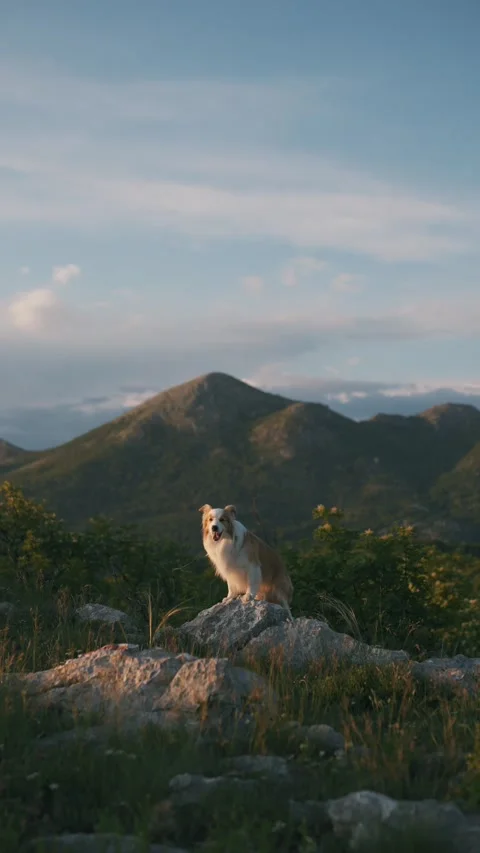 Border collie red and white dog sit on rocks in the mountains looking at the Stock Footage 310632276