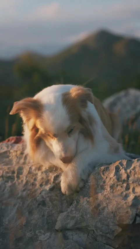 Border collie red and white dog lies on rocks in the mountains looking at the Stock Footage 310632318