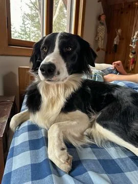 A Border Collie Relaxing on a Bed with a Checked Blanket Stock Photos