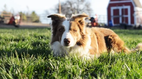 Border Collie Relaxing in the Grass Stock Footage 86296212