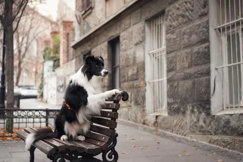 Border collie resting on a bench Stock Photos