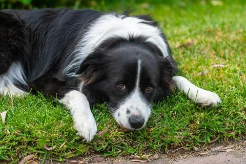 Border Collie Resting Flat on Green Lawn Outdoors Stock Photos