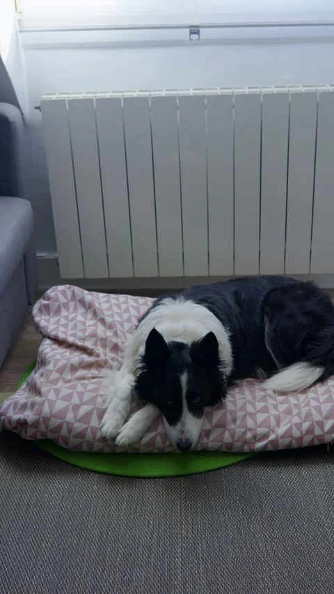 Border Collie Resting Indoors. 動画素材 346312482