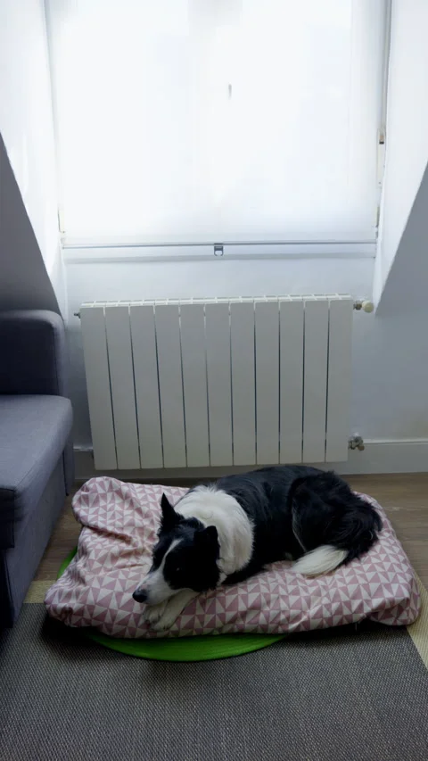 Border Collie Resting Peacefully: Stock-Footage 346312509
