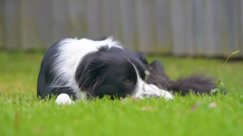 Border Collie Resting Peacefully on Green Grass Outdoors Stock Footage 346118044