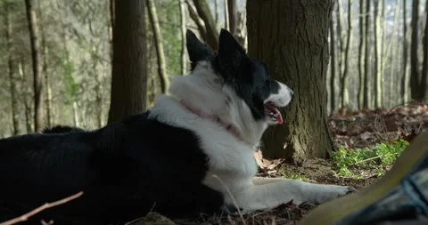 Border Collie resting in the shade Stock Footage 328915974
