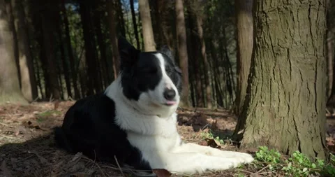 Border Collie resting by a tree in the forest Stock Footage 328916235