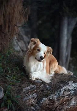 Border Collie resting on tree trunk in shaded area Stock Photos